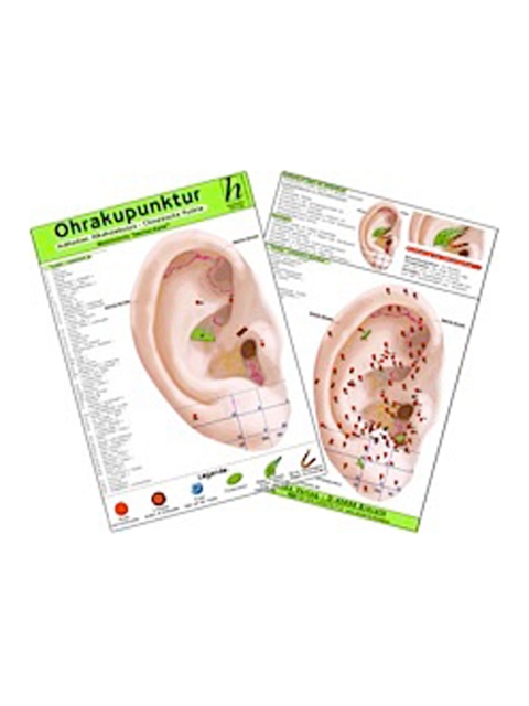 Ohrakupunktur - Indikation Zahnschmerzen - chinesische Ohrakupunktur / Medizinische Taschen-Karte