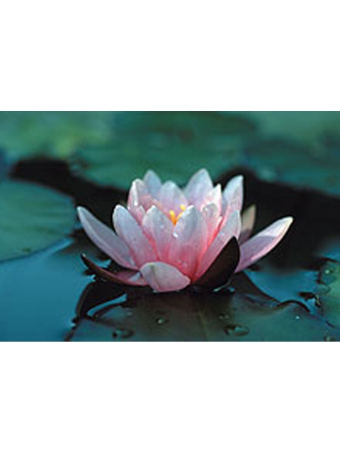 Kunstdruck Seerose, ca. 44 x 32 cm