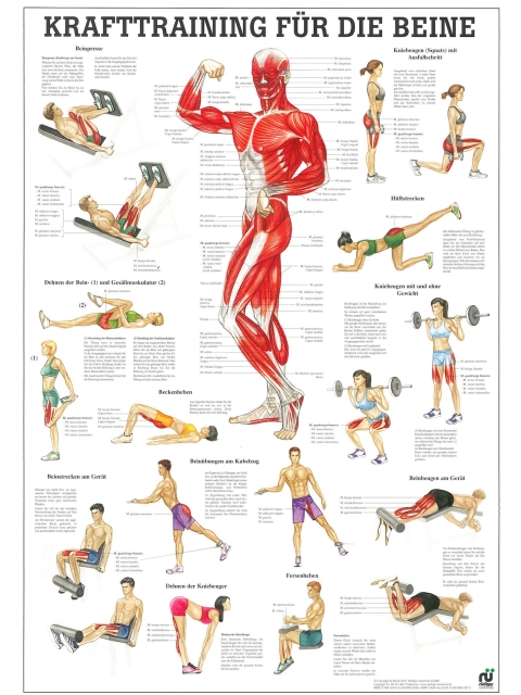 Krafttraining für die Beine, 24x34 cm
