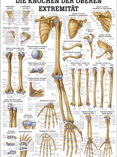 Anatomische Lehrtafel - Die Knochen der oberen Extremität, 70 x 100 cm