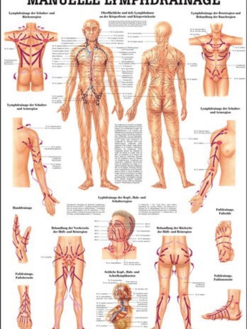 Mini-Poster - Manuelle Lymphdrainage, 24 x 34 cm