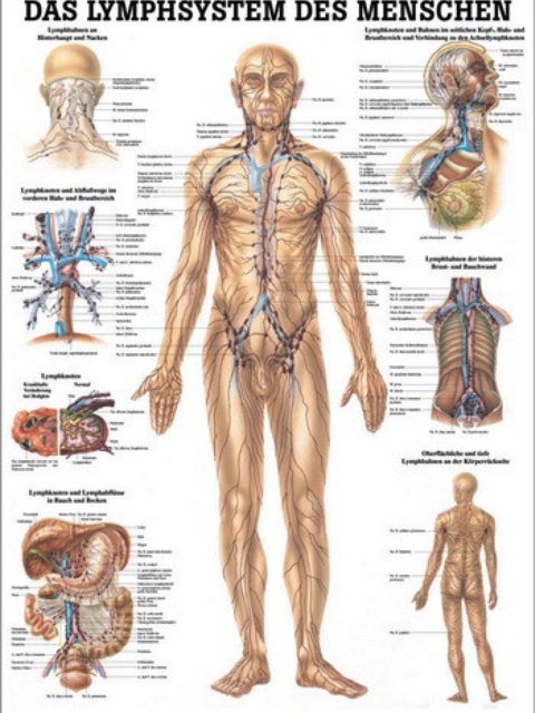 Lehrtafel Das Lymphsystem, 70 x 100 cm, laminiert
