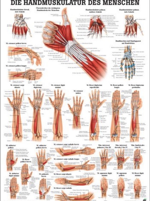 Mini-Poster - Muskulatur von der Hand
