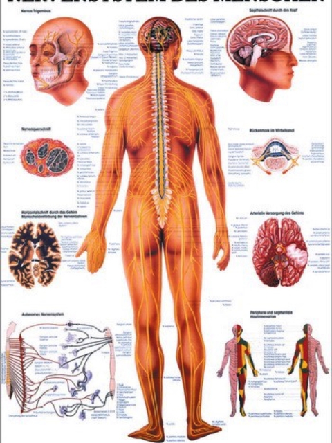 Lehrtafel Nervensystem des Menschen, 70 x 100 cm