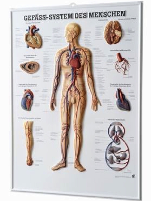 Gefäss-System des Menschen, 3-D-Relief-Poster