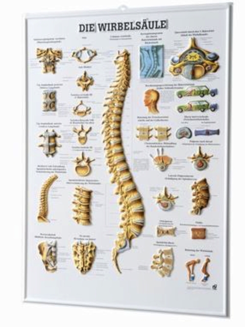 Die Wirbelsäule, 3-D-Relief-Poster