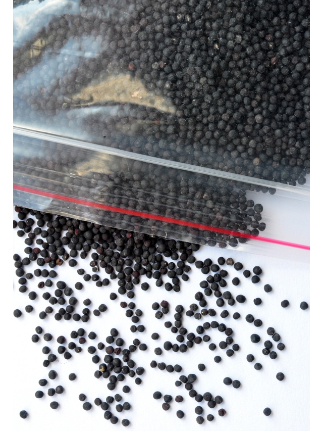 Vaccaria Samen im 100g Beutel, Ohrakupressur