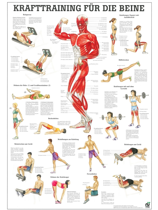 Krafttraining für die Beine, 70x100cm, laminiert