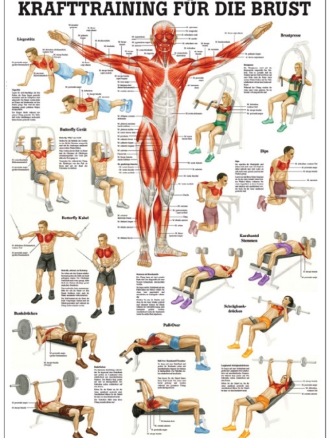 Krafttraining für die Brust, 70x100cm, laminiert