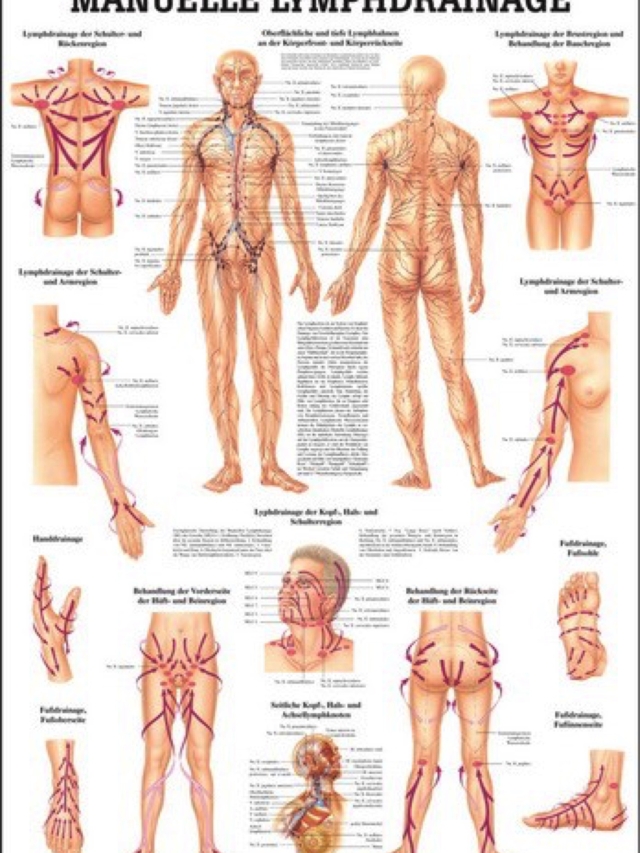 Mini-Poster - Manuelle Lymphdrainage, 24 x 34 cm