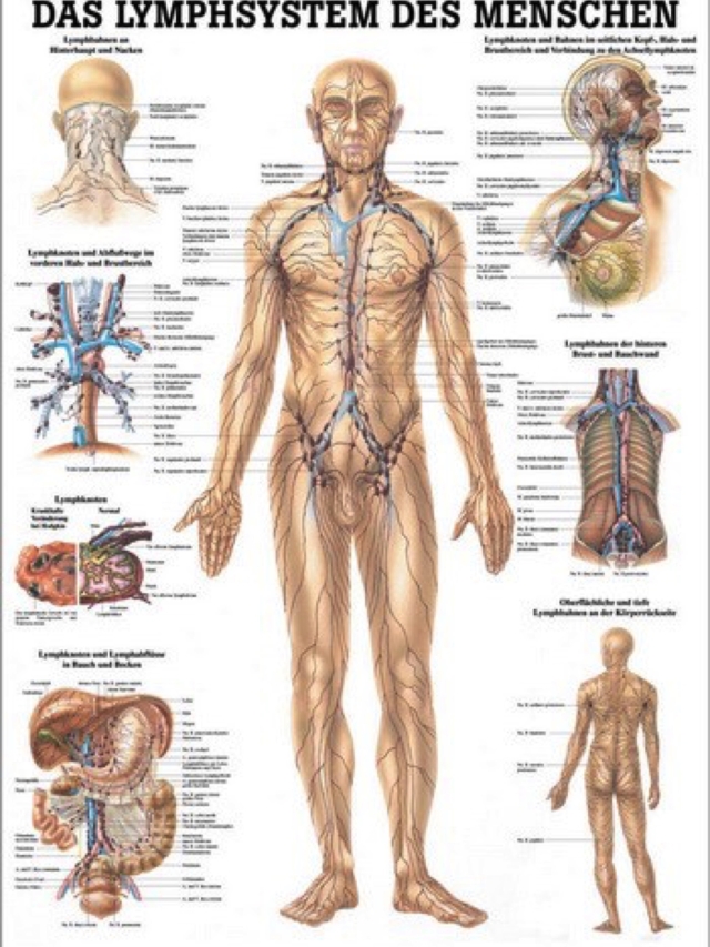 Lehrtafel Das Lymphsystem, 70 x 100 cm