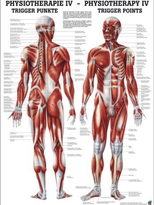 Lehrtafel Physiotherapie 4 - Trigger Punkte, 50 x 70 cm laminiert
