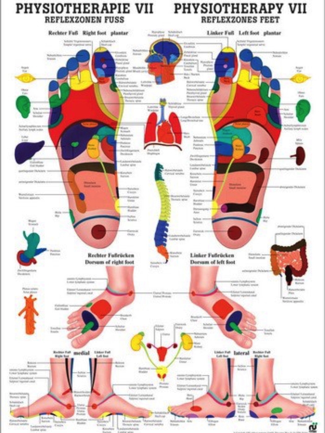 Lehrtafel Physiotherapie 7 - Reflexzonen Fuss, 50 x 70 cm