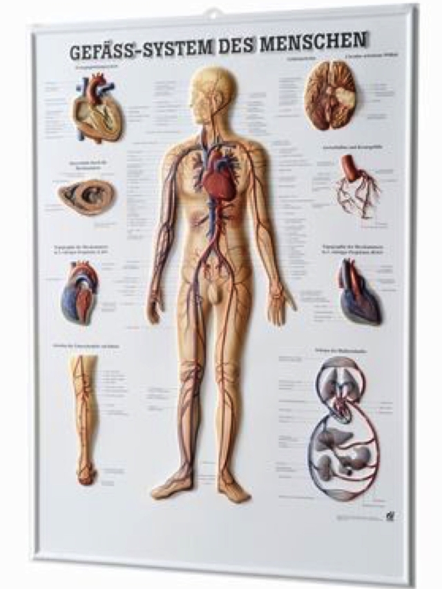 Gefäss-System des Menschen, 3-D-Relief-Poster