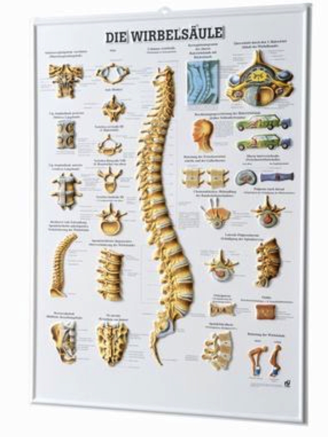 Die Wirbelsäule, 3-D-Relief-Poster