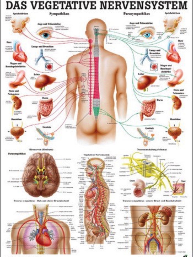 Mini-Poster - Das Vegetative Nervensystem